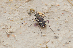 Cicindela haemorrhagica