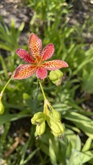 Iris domestica