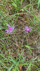 Centaurea stoebe