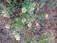 Medicago × varia