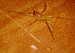 Anyphaenidae