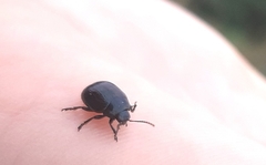 Chrysolina haemoptera