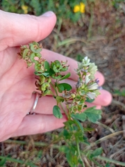 Medicago × varia