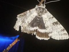 Catocala relicta
