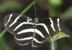 Heliconius charithonia