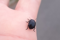 Chrysolina haemoptera