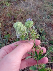 Medicago × varia