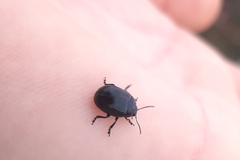 Chrysolina haemoptera