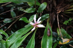 Alpinia