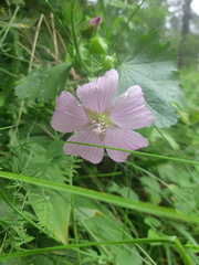 Malva moschata