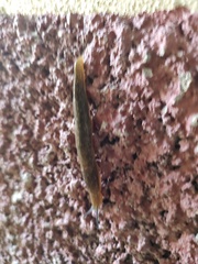 Limacus