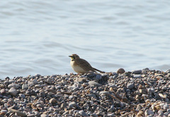 Eremophila alpestris