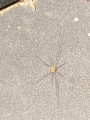 Phalangiinae