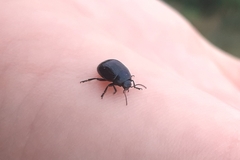 Chrysolina haemoptera