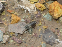 Ligia exotica