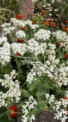 Parthenium integrifolium