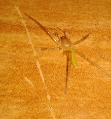 Anyphaenidae