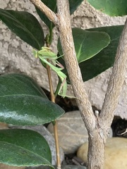 Stagmomantis limbata