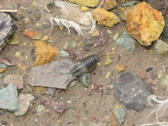 Ligia exotica
