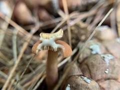 Lactarius rubidus