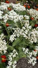 Parthenium integrifolium