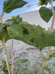 Aphis gossypii