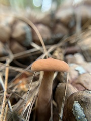 Lactarius rubidus