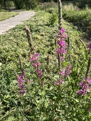 Lythrum salicaria
