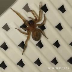 Amaurobius