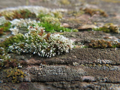 Bryum argenteum