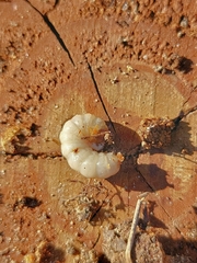 Pennisetia marginatum