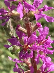 Lythrum salicaria