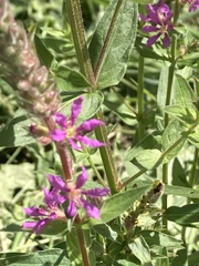 Lythrum salicaria