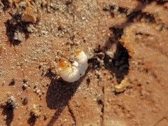 Pennisetia marginatum