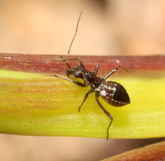 Hemiptera