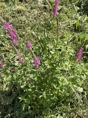 Lythrum salicaria