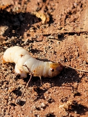 Pennisetia marginatum