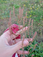 Rumex