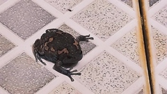 Uperodon taprobanicus