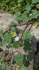 Malva neglecta