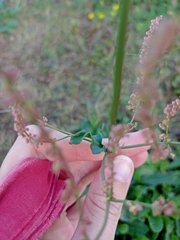 Rumex