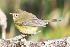 Setophaga discolor