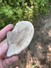 Trametes lactinea