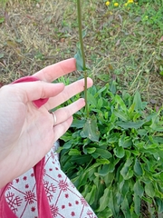 Rumex
