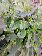 Rumex