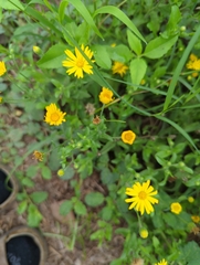 Chrysopsidinae