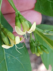 Lauraceae