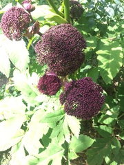 Angelica gigas