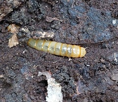 Tenebrionoidea