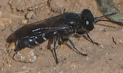 Pison
